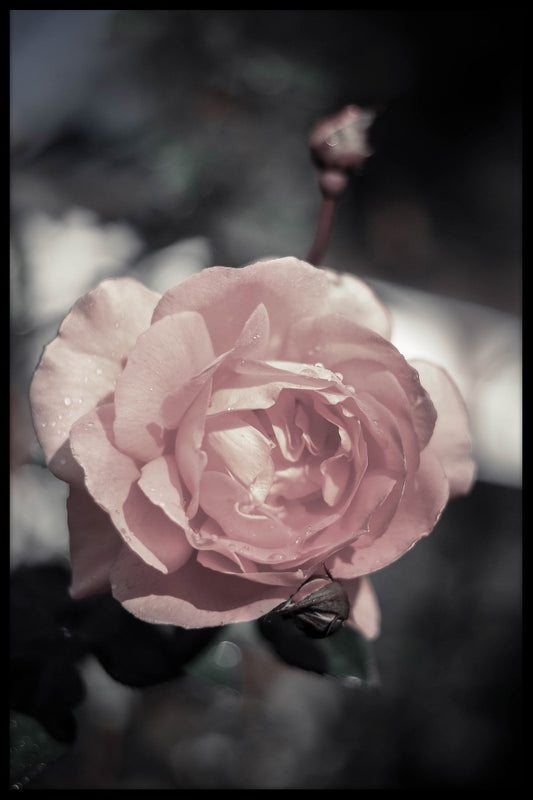  Peach Rose-posters