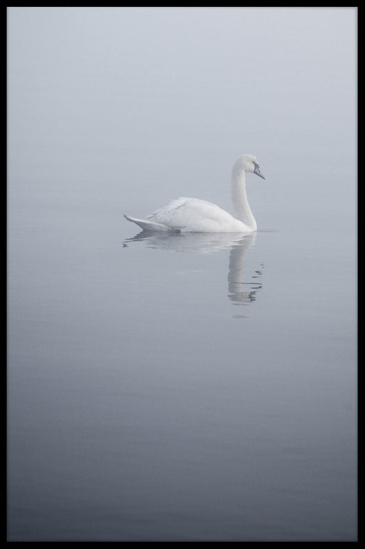  Witte zwanenposten