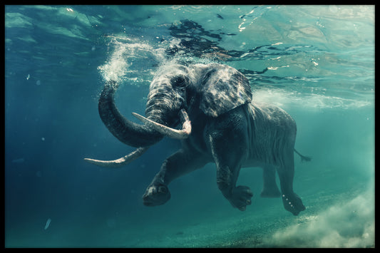  Zwemmende olifantenposter