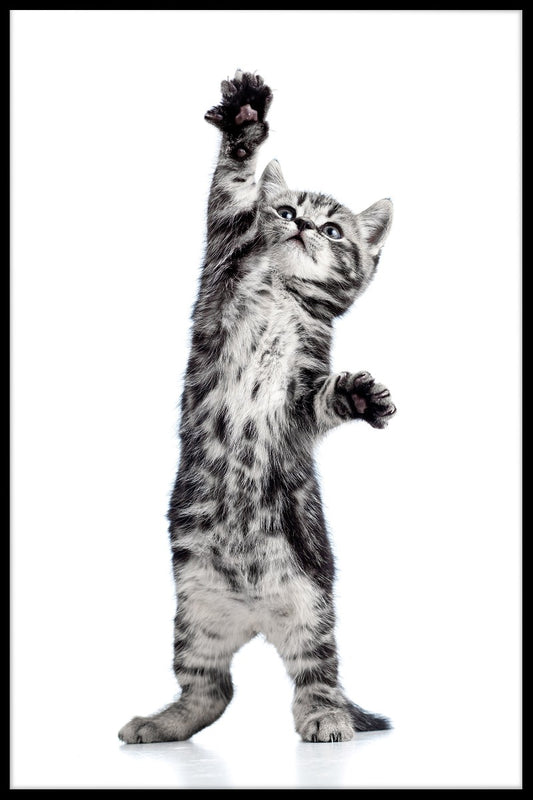  Speelse kittenposters