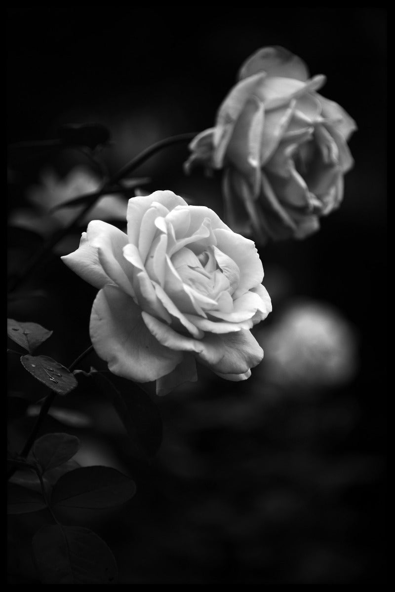  Zwart-witte rozenposter