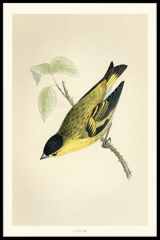  Euraziatische Siskin-records