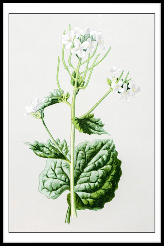  Antieke bloemen illustratie poster