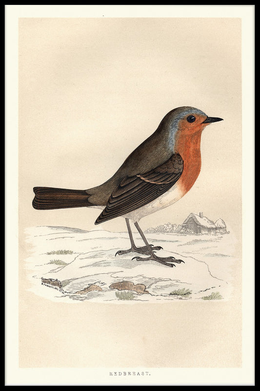  Robin Redbreast-poster