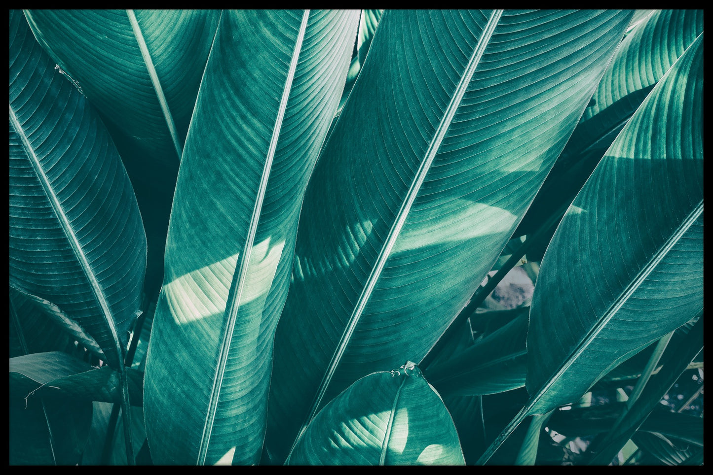  Tropisch palmblad N02 poster