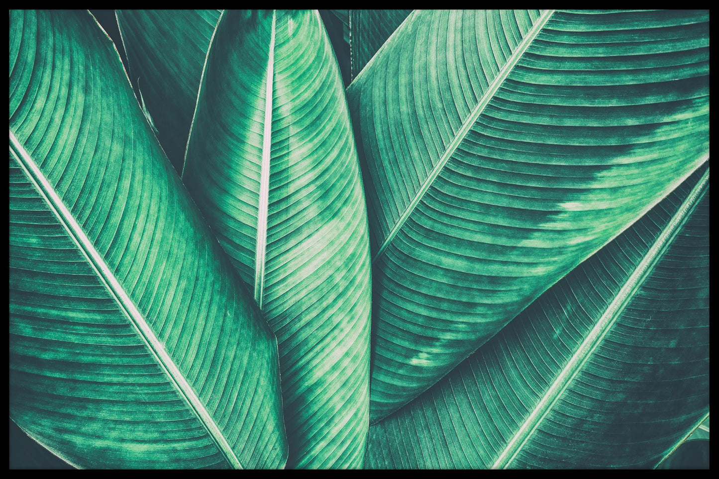  Tropical Leaf N02-plaat