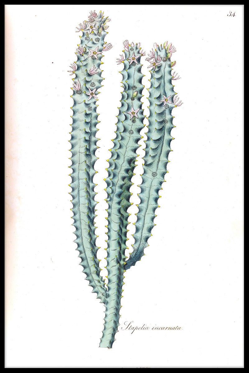  De affiche van de cactusillustratie