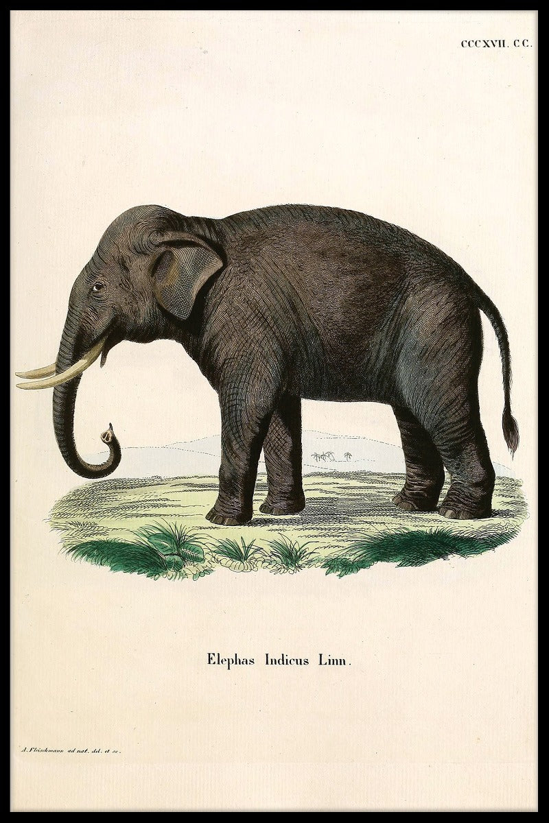  registreert Elephas Indicus Linn