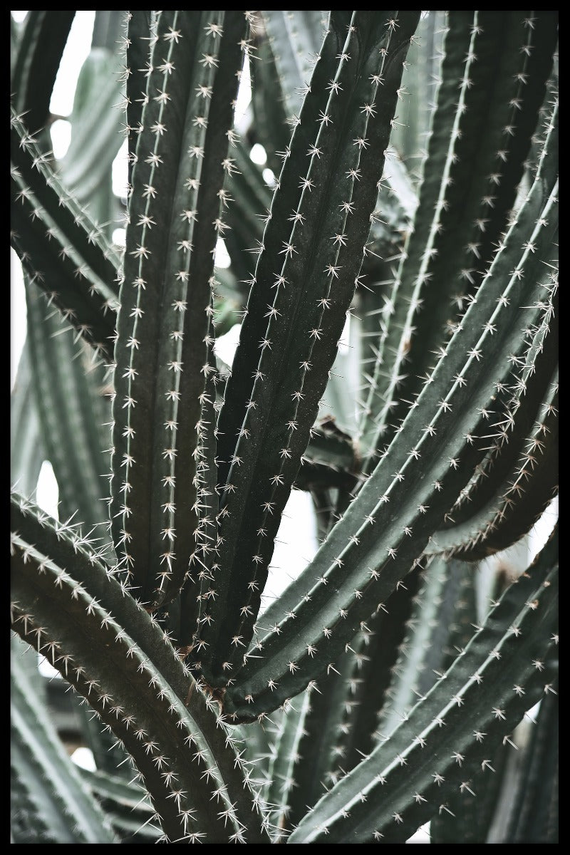  cactus botanische tuinposter