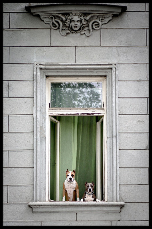 Raam honden poster
