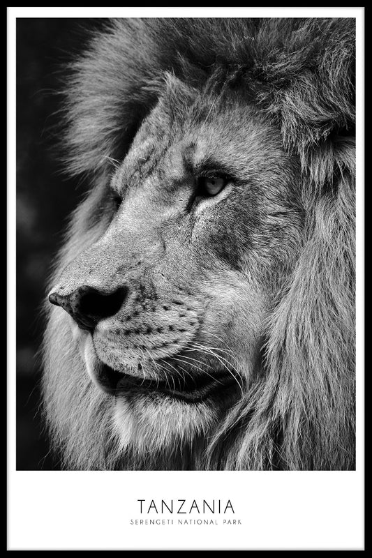  Serengeti leeuw Tanzania poster