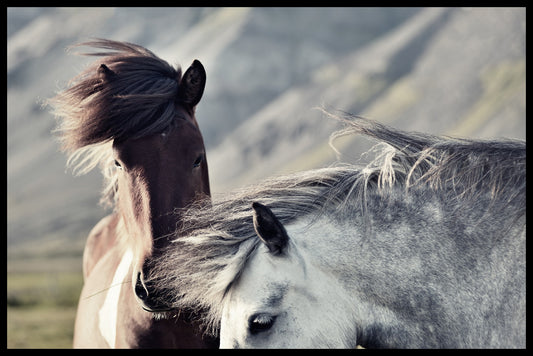  IJslandse paardenrecords