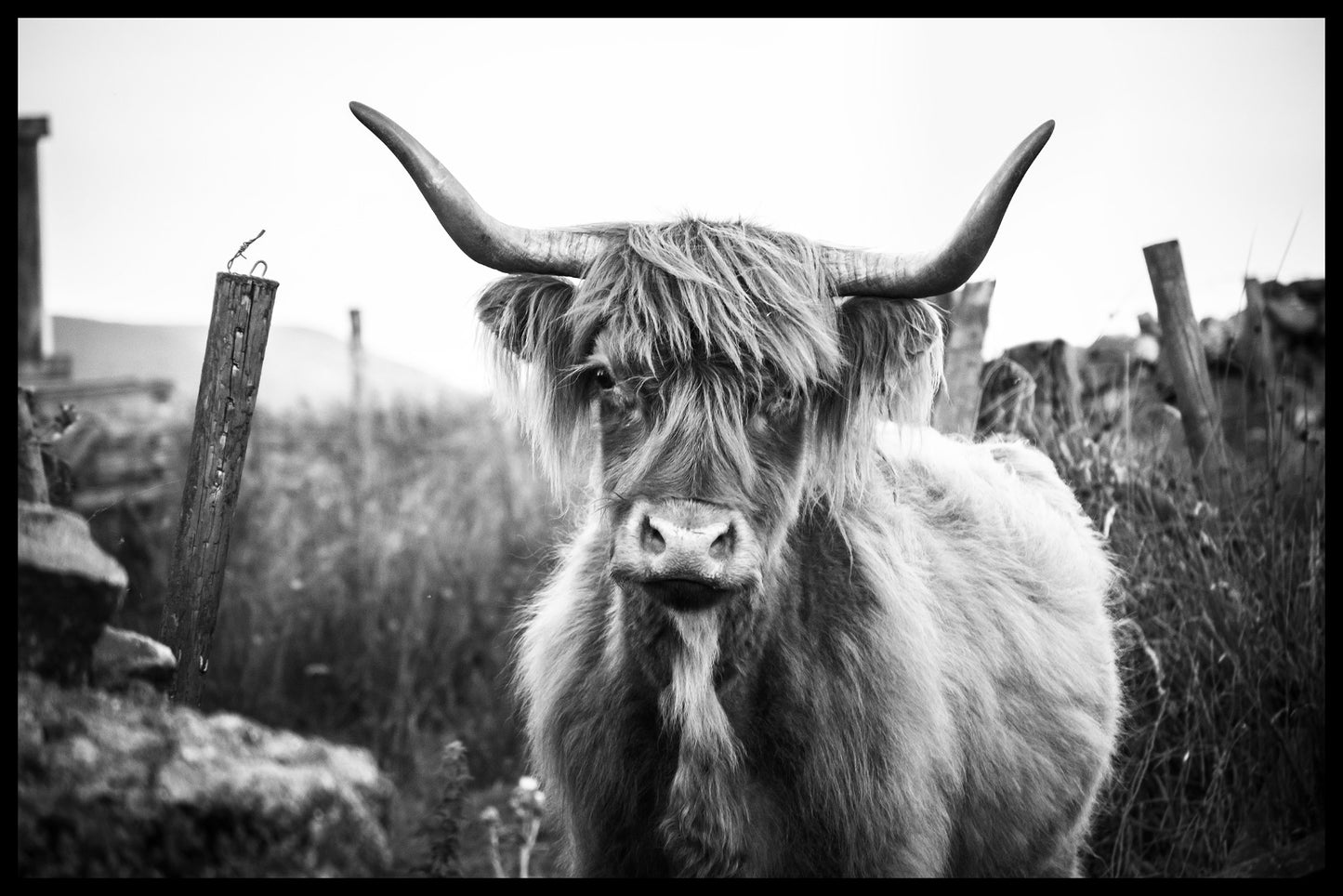  opnemen Highland Cattle N07