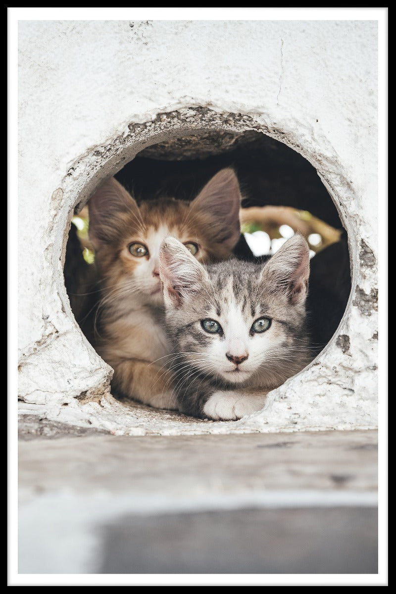  posters Katten verstoppen zich in gaten