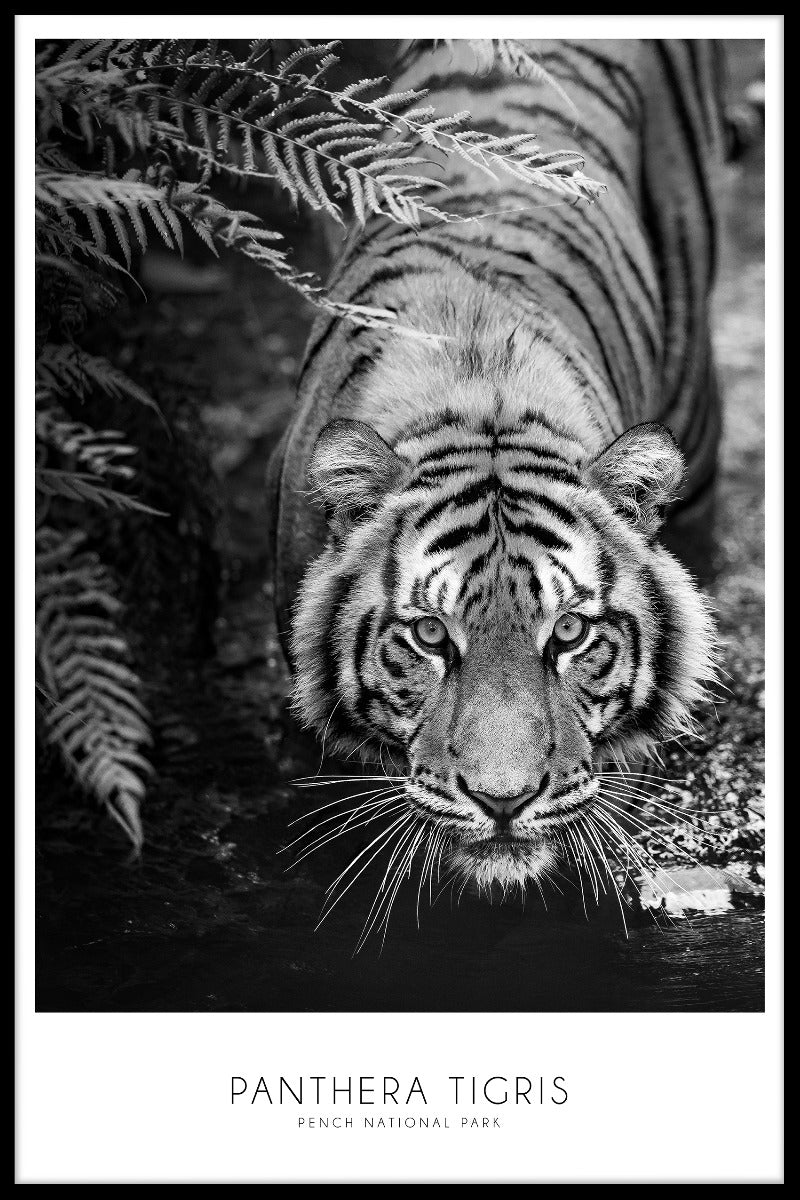 Panthera Tigris-poster