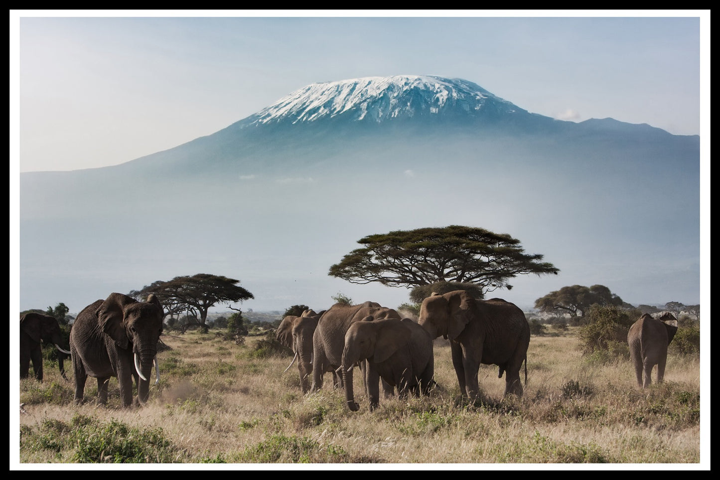  poster Kilimanjaro voor olifanten