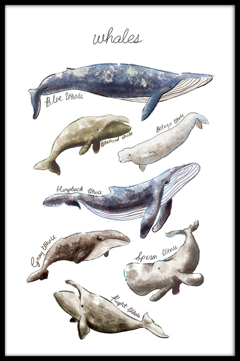  Soorten walvissen records