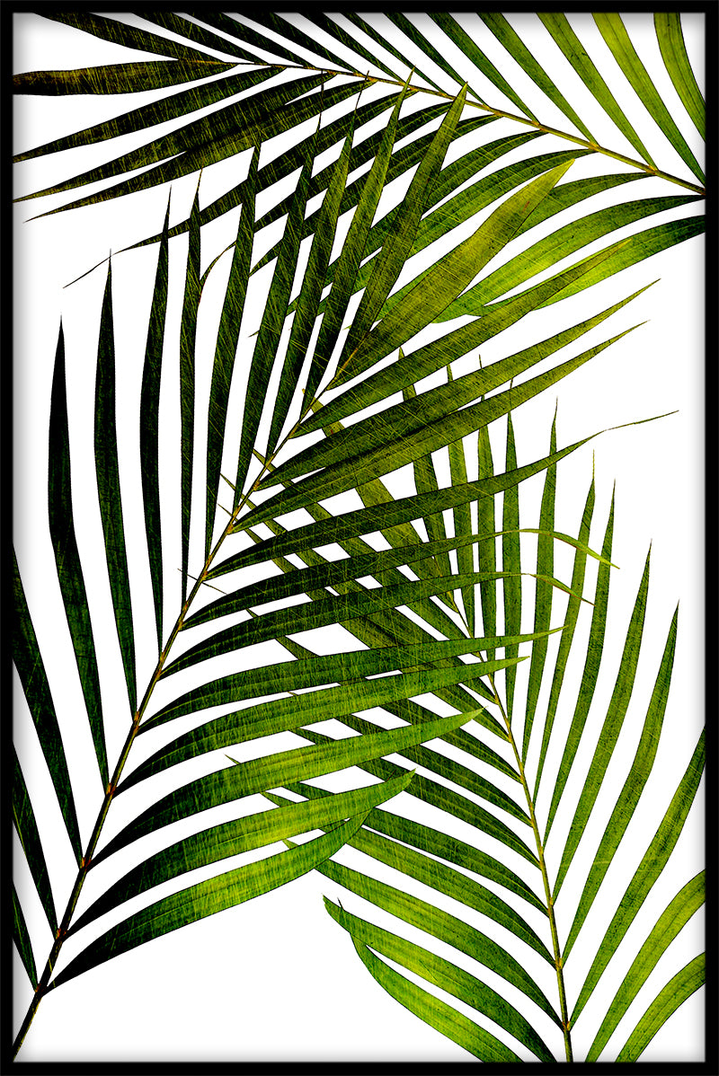  Affiche van palmblad