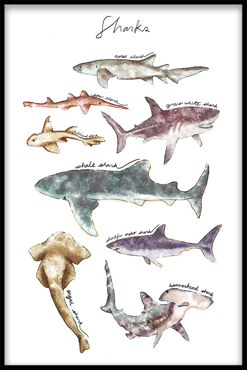  Haaienverzamelingsrecords