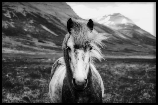  IJslands paard N02 inzendingen