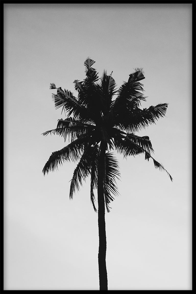  Palmboom zwart &amp
