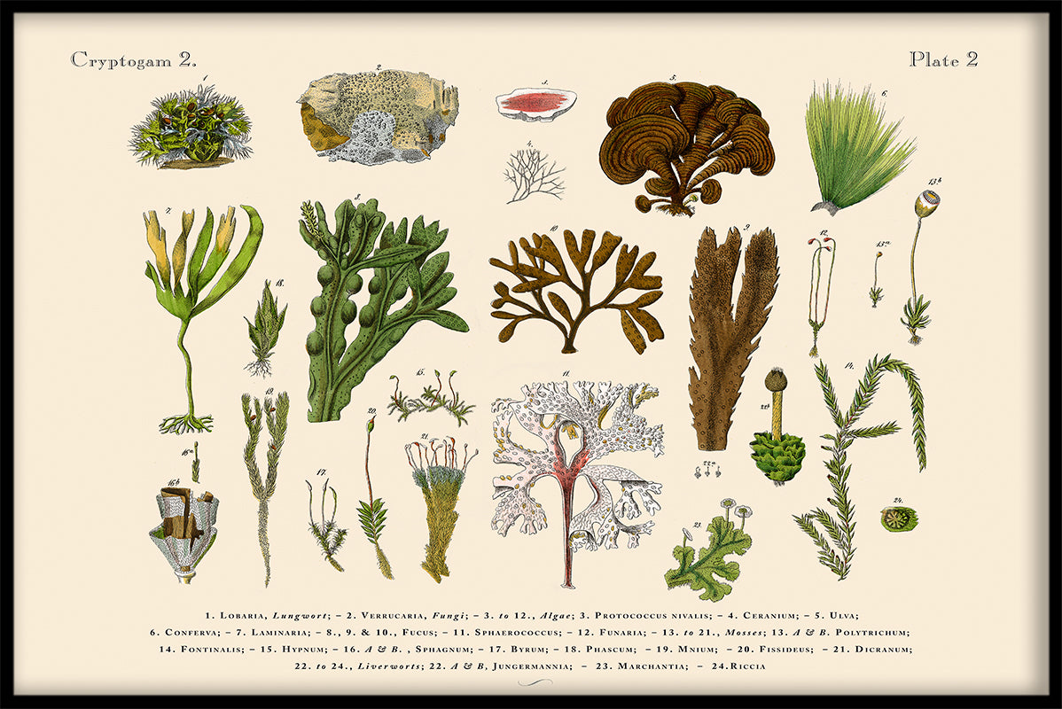  Scandinavische Flora N02-records