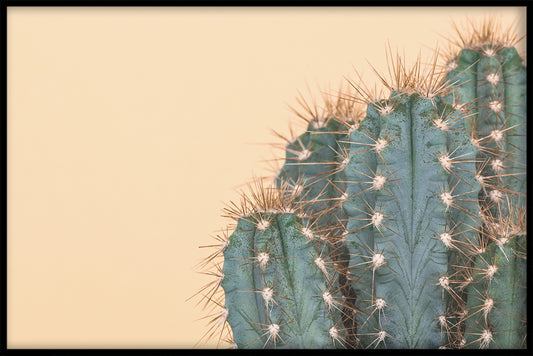  Cactus oranje affiche