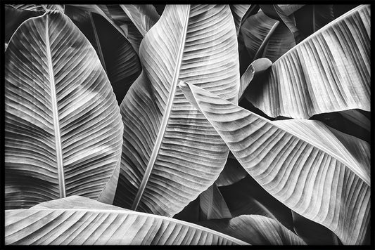  Bananenblad N03 records