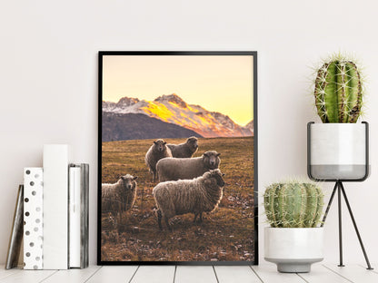  Nieuw-Zeelandse schapenrecords