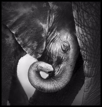  Babyolifant poster