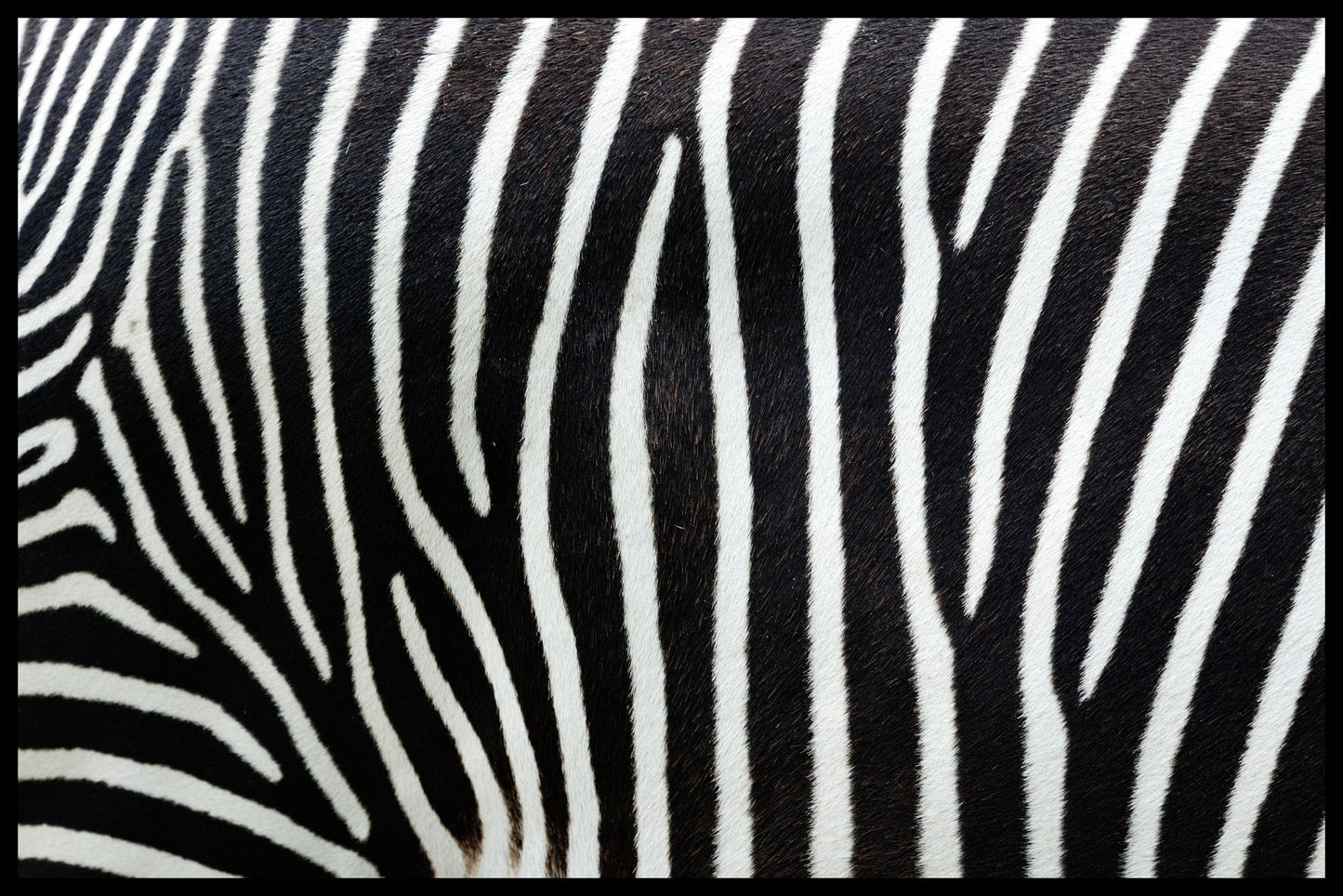  posters met zebrastrepen