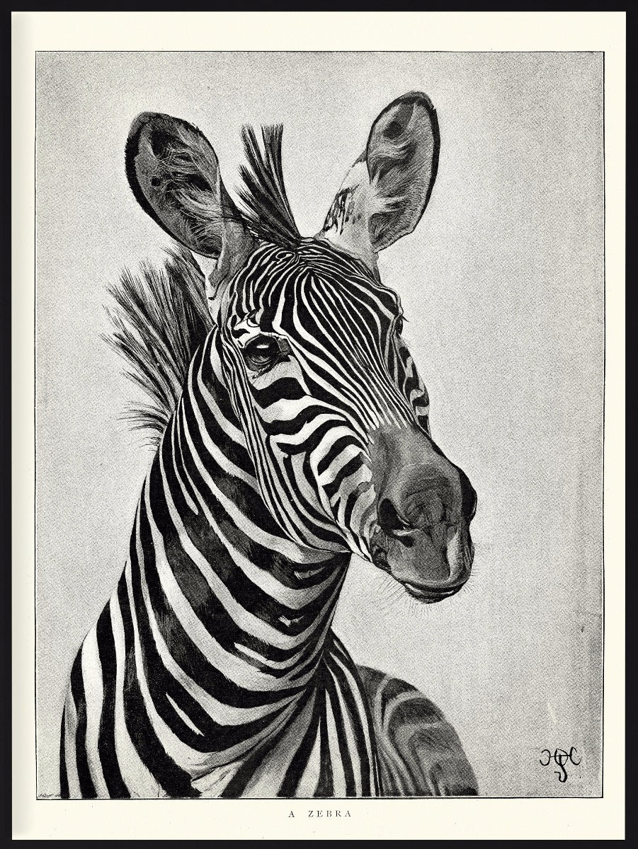  Zebra portret Illustratie poster