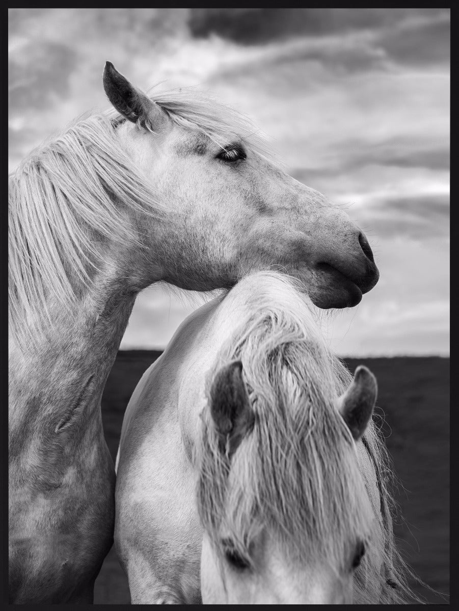  Paarden in Schotland Portret Poster-p